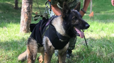 Murió Proteo, el perrito que ayudaba en la búsqueda de víctimas del terremoto de Turquía y Siria