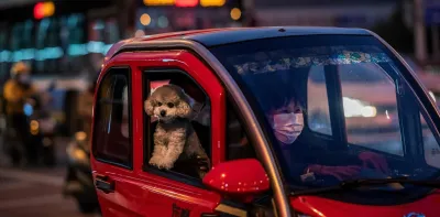 Florida: buscan prohibir que los perros saquen la cabeza por la ventana del auto