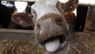 Brasil: investigan un caso sospechoso de la enfermedad de "la vaca loca"