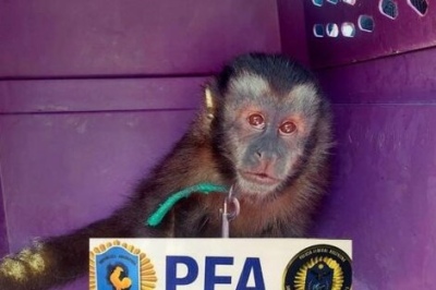 Rescataron un mono capuchino y otras especies silvestres