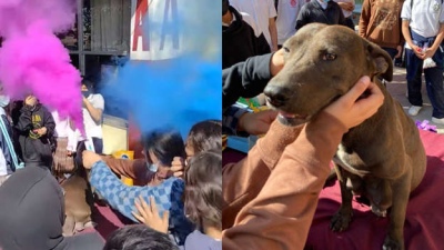 Adoptaron una perrita embarazada y le organizaron un baby shower