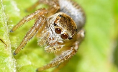 Descubrieron una nueva araña saltarina y la llamaron “Scaloneta”