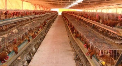 Murieron 240.000 gallinas en Mar del Plata y Río Negro por gripe aviar