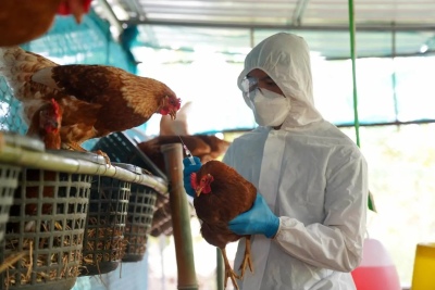 Chile detecta el primer caso de gripe aviar en un humano
