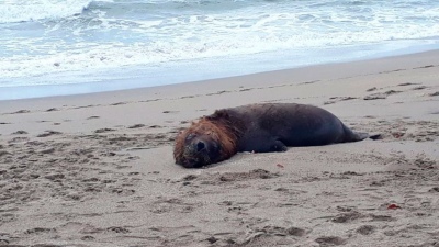 Descubren el motivo de los 70 lobos marinos muertos en una isla chilena