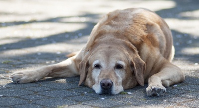 Cómo prevenir un golpe de calor en mascotas