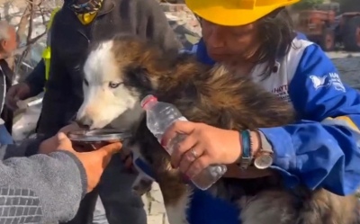 Turquía: rescataron a un perro entre los escombros después de 3 semanas