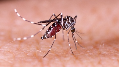 Confirmaron la circulación viral de dengue en 13 provincias
