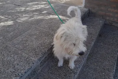 Neuquén: fue a votar y abandonó a su perro atado en una reja