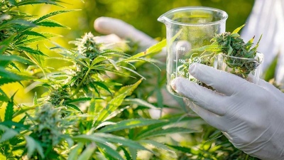 Argentina extiende el plazo de autorización para el autocultivo de cannabis medicinal