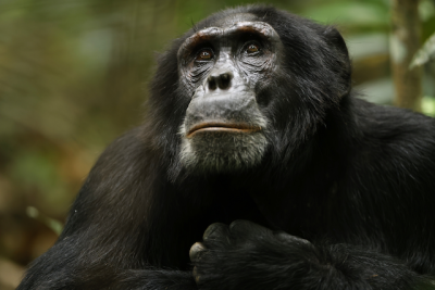 "El imperio de los chimpancés", la serie documental de Netflix que no te podés perder