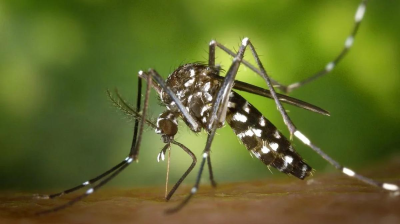 Se duplicaron las muertes en una semana: ya son 14 los fallecidos en Argentina por dengue