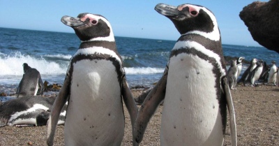 Confirman presencia de microplásticos y desechos en pingüinos de Magallanes