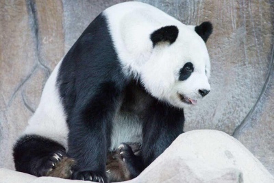 Murió el panda gigante Lin Hui