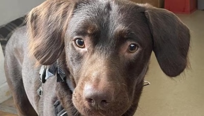 Coco, el perro que tuvo que ser tratado por su adicción al alcohol