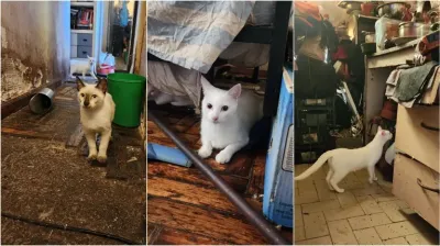 Horror en Villa Crespo: una mujer tenía gatos congelados en el freezer listos para cocinarlos