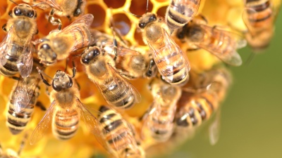 Seis personas murieron tras caer sobre un panal de abejas