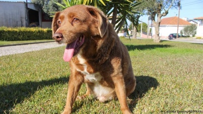 Bobi, el perro más viejo del mundo, entró al récord Guinness