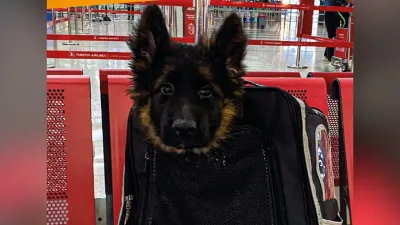 Turquía le donó un cachorro a México tras la muerte de Proteo, el perro rescatista