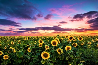 El girasol cerró una cosecha histórica