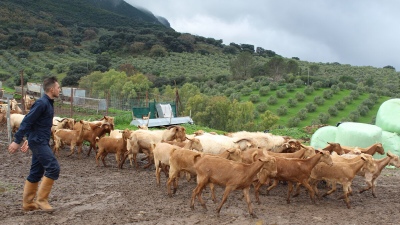 Ganaderos protestan tirando miles de litros de leche