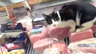 Clausuraron una fiambrería después de que se viralice este video de un gato comiendo jamón