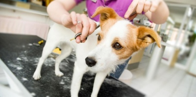 Maltrato animal: llevó a su perro a la peluquería, volvió casi muerto
