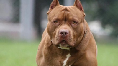 Bahía Blanca: detienen a la dueña de un pitbull que hirió a varias personas