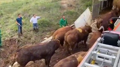 España: vuelca un camión que transportaba 36 toros