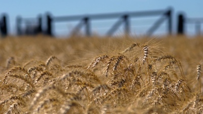 La producción de trigo crecería 40 por ciento