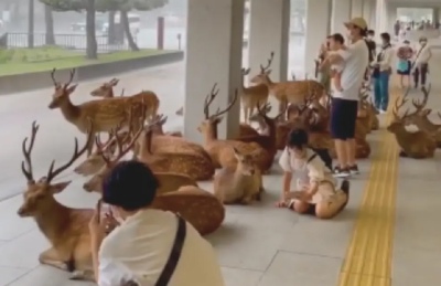 Increíble video: Ciervos y personas se resguardan juntos de la tormenta en Japón