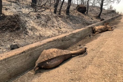 Grecia: evacuaron a más de 19.000 personas por los incendios en Rodas