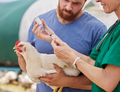 El brote masivo de gripe aviar en animales podría pasar a los humanos