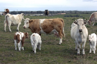 Terror: Masacre de vacas en un pueblo de Cantabria