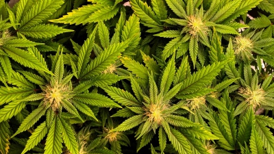 Cerró la planta de cannabis medicinal más grande de América Latina