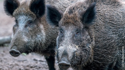 Preocupa la cantidad de jabalíes en playas de España