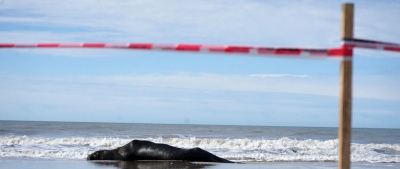 Gripe aviar en lobos marinos: aseguran que "nunca antes se vio" una afectación de esta magnitud