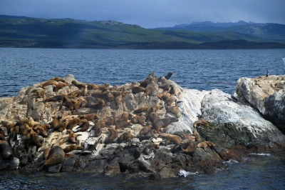 Detectan en Tierra del Fuego el primer caso positivo de gripe aviar en mamíferos