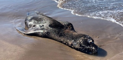 134 lobos marinos muertos por gripe aviar: recomiendan que las mascotas no vayan a las playas