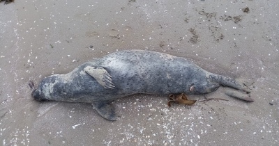 ¿Gripe Aviar? Murieron 40 lobos marinos en Necochea