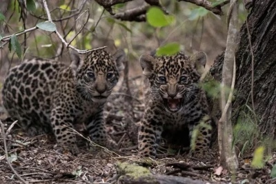 Corrientes: detectaron 16 nuevos cachorros de yaguareté nacidos en estado silvestre