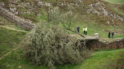 Talaron el icónico árbol de Robin Hood en Inglaterra: "Fue un acto de vandalismo"