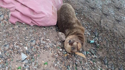 Rescataron a un lobito marino en Coronel Rosales