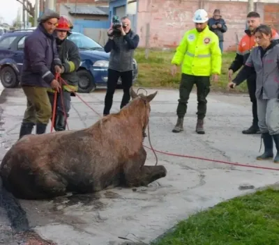 Encontraron un caballo atrapado en una alcantarilla de Mar del Plata