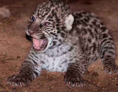 Corrientes: nació un nuevo cachorro de yaguareté en el Parque Nacional Iberá