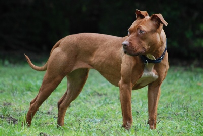 Tres pitbulls atacaron a una embarazada y a su esposo