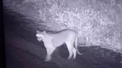 Alerta en un country de Canning por un puma suelto