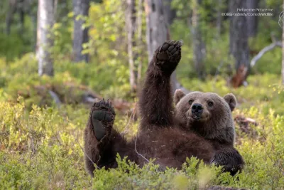 “The Comedy Wildlife” presento las fotos más graciosas de este año