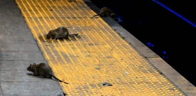 Terrible plaga de ratas en Nueva York