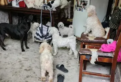 Rescataron 12 perritos que estaban en grave estado de salud